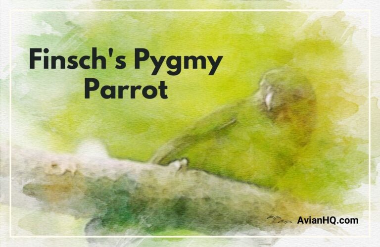 Finsch’s Pygmy Parrot (Micropsitta finschii)