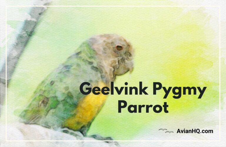 Geelvink Pygmy Parrot (Micropsitta geelvinkiana)