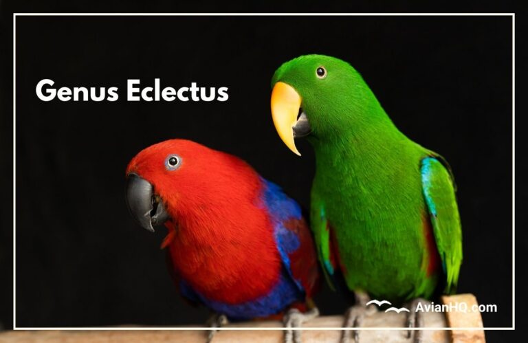 Genus: Eclectus