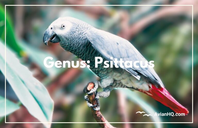 Genus: Psittacus