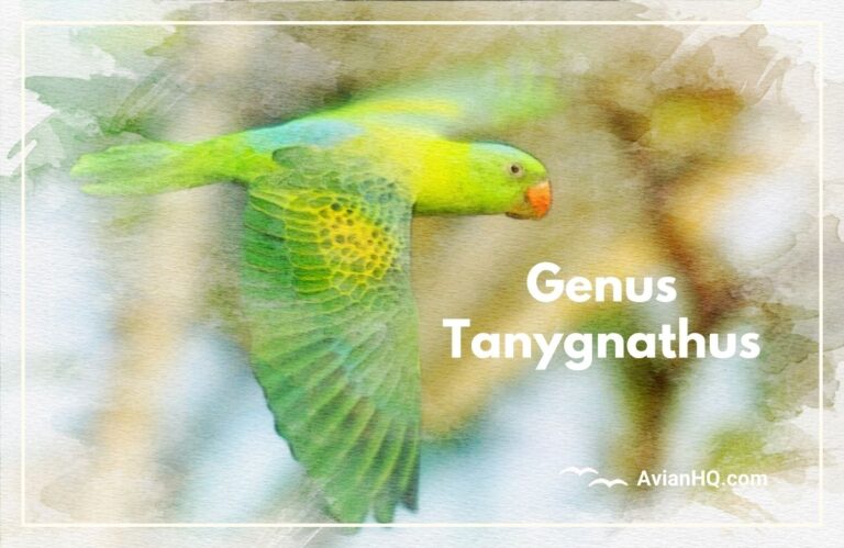 Genus: Tanygnathus