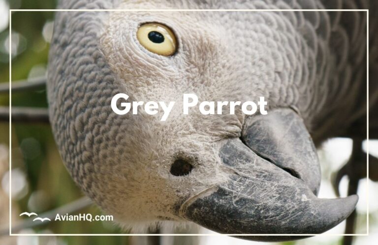 Grey Parrot (Psittacus erithacus)