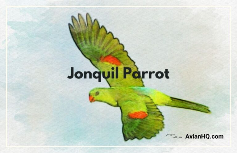 Jonquil Parrot (Aprosmictus jonquillaceus)