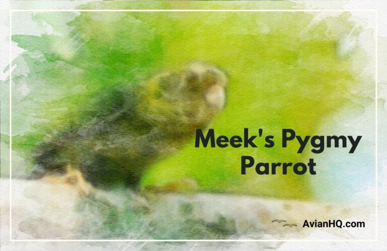 Meek’s Pygmy Parrot (Micropsitta meeki)
