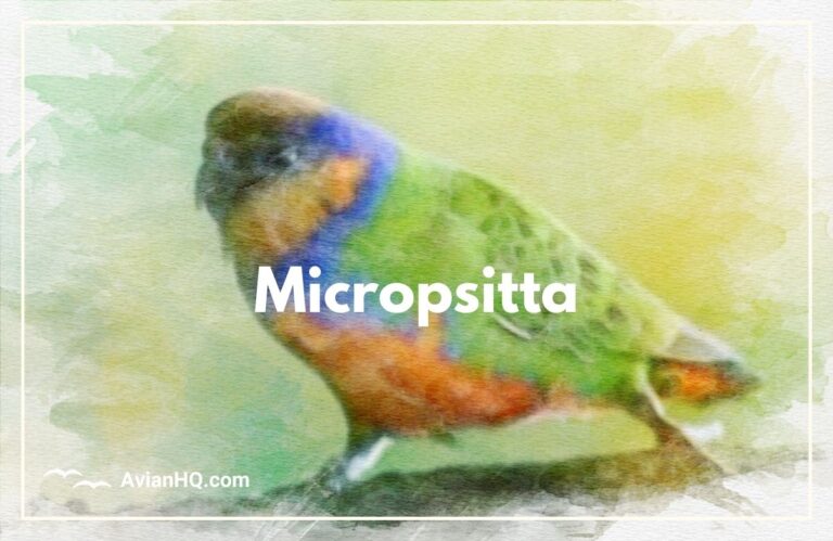 Genus: Micropsitta