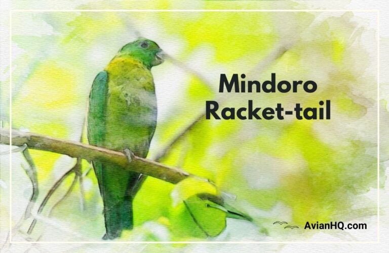 Mindoro Racket-tail (Prioniturus mindorensis)