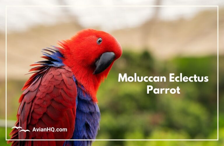 Moluccan Eclectus Parrot (Eclectus roratus)