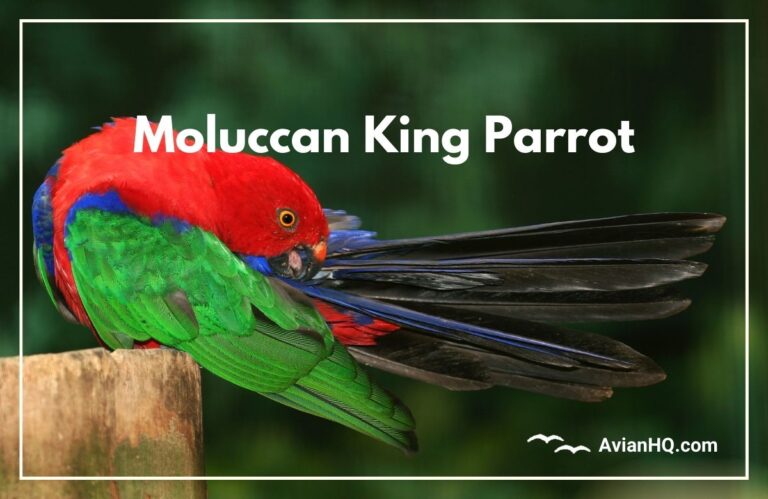 Moluccan King Parrot (Alisterus amboinensis)