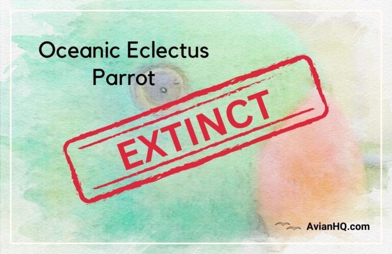 Oceanic Eclectus Parrot (Eclectus infectus)