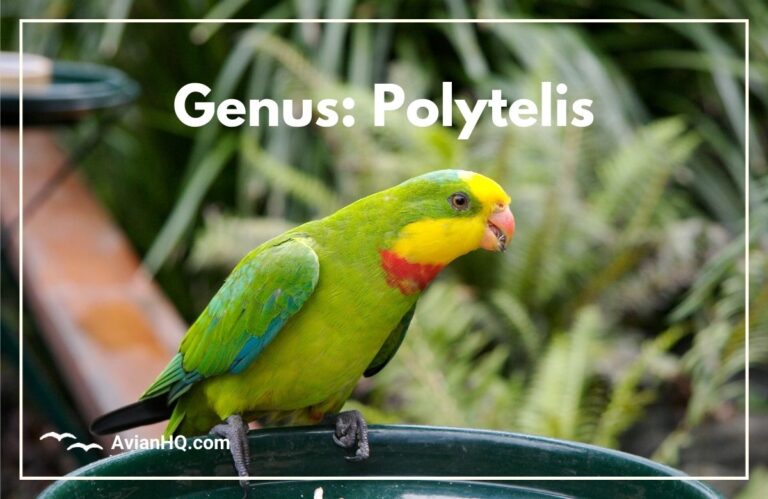 Genus: Polytelis