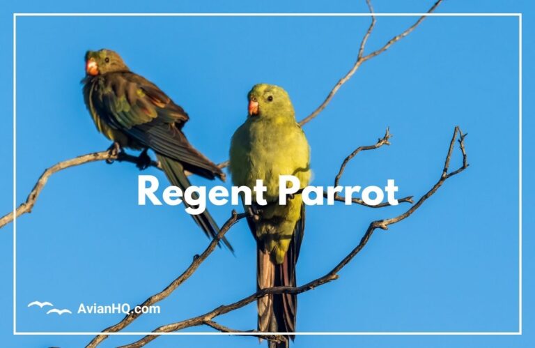 Regent Parrot (Polytelis anthopeplus)