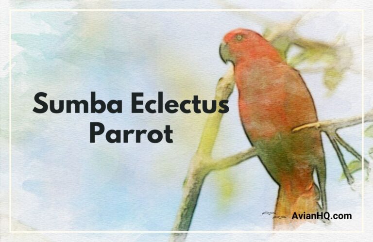 Sumba Eclectus Parrot (Eclectus cornelia)