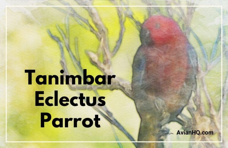 Tanimbar Eclectus Parrot (Eclectus riedeli)