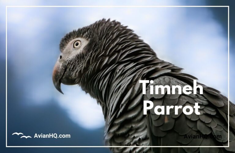 Timneh Parrot (Psittacus timneh)
