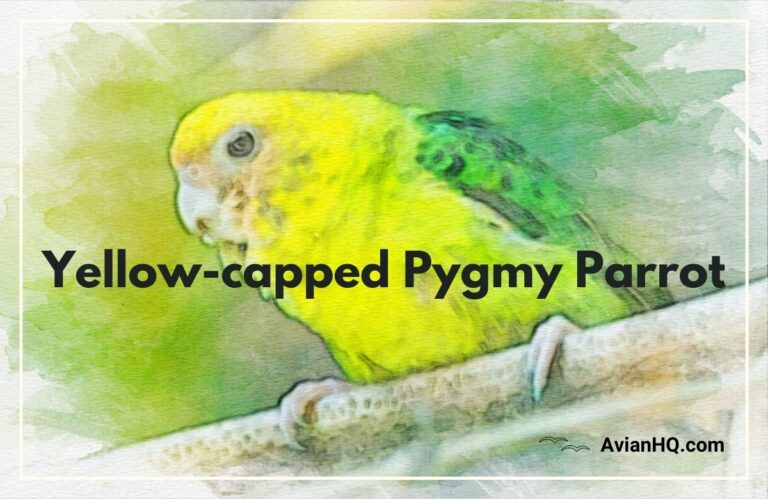 Yellow-capped Pygmy Parrot (Micropsitta keiensis)