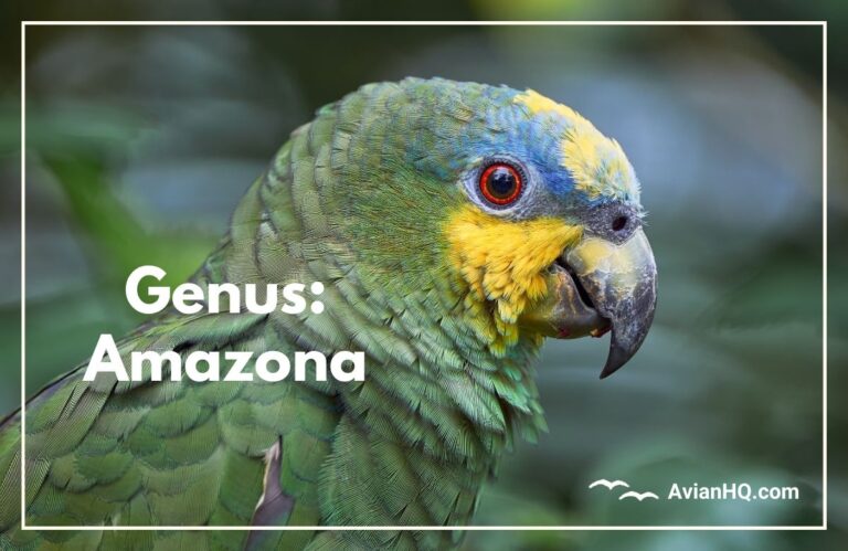 Genus: Amazona
