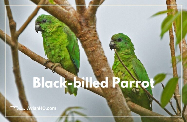 Black-billed Parrot (Amazona agilis)