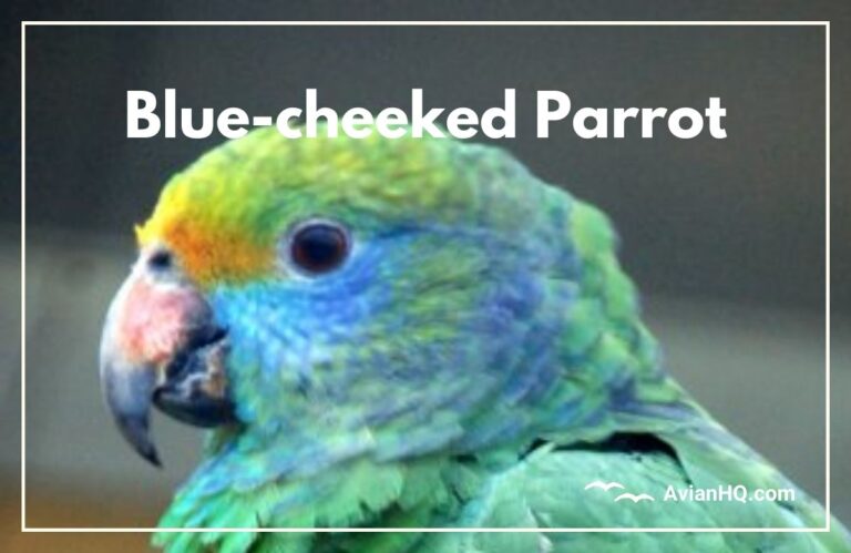 Blue-cheeked Parrot (Amazona dufresniana)