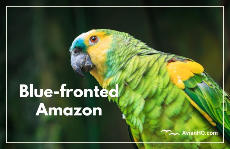 Blue-fronted Amazon (Amazona aestiva)