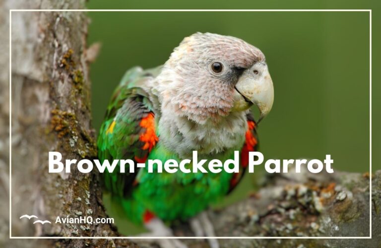 Brown-necked Parrot or Uncape Parrot (Poicephalus fuscicollis)