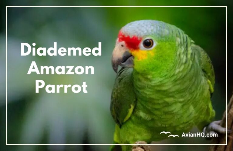 Diademed Amazon Parrot (Amazona diadema)