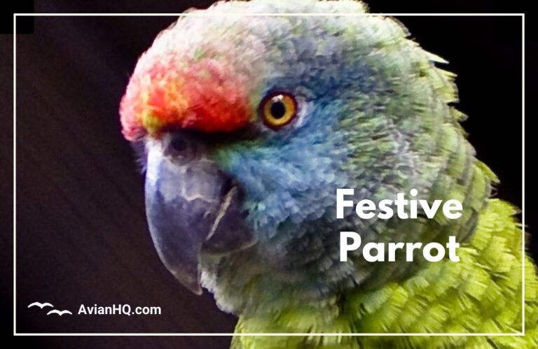 Festive Parrot (Amazona festiva)