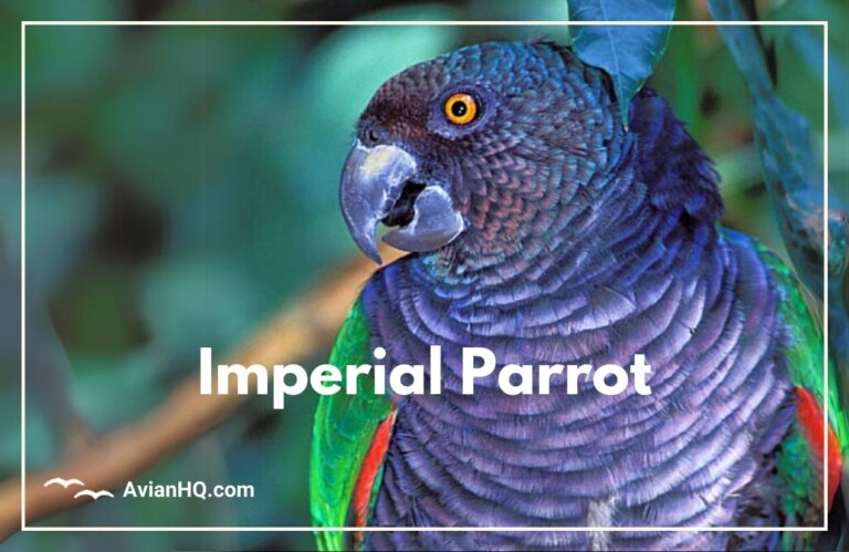 Imperial Parrot (Amazona imperialis)