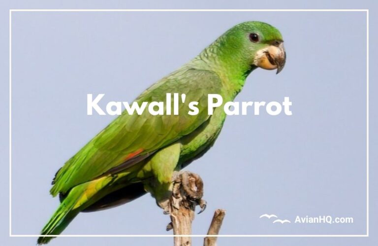 Kawall’s Parrot (Amazona kawalli)
