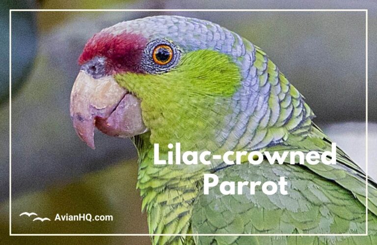 Lilac-crowned Amazon Parrot (Amazona finschi)