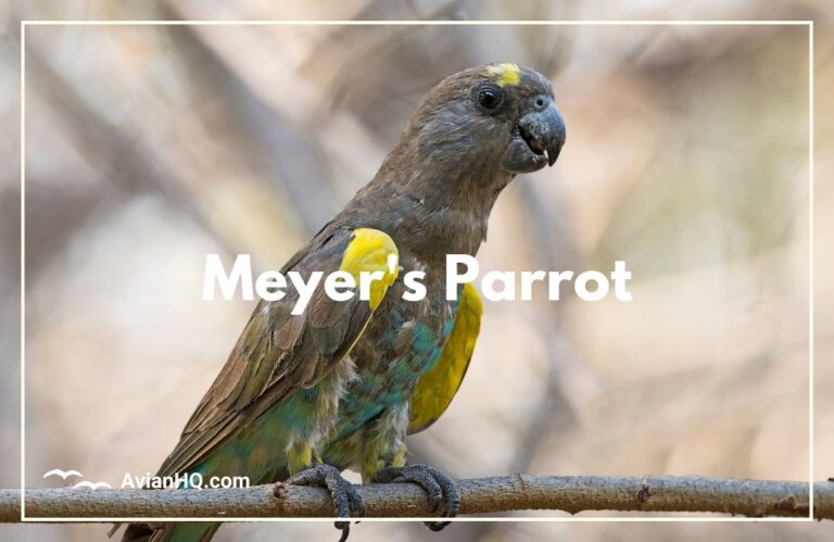 Meyer’s Parrot (Poicephalus meyeri)