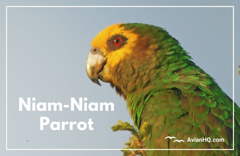Niam-Niam Parrot (Poicephalus crassus)