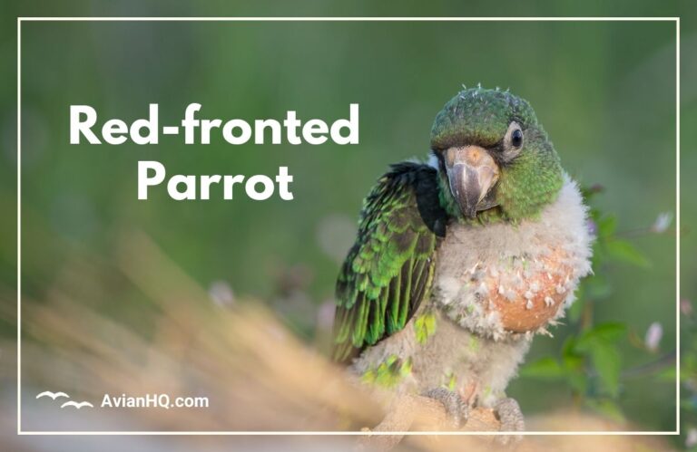 Red-fronted Parrot or Jardine’s Parrot (Poicephalus gulielmi)
