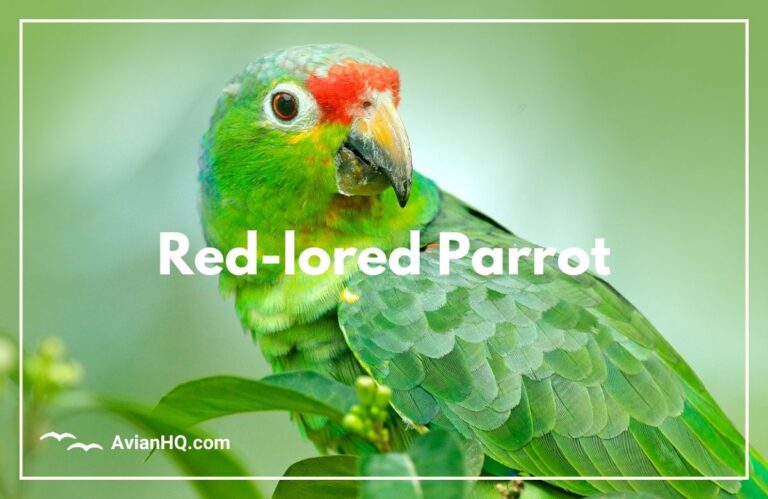 Red-lored Parrot (Amazona autumnalis)