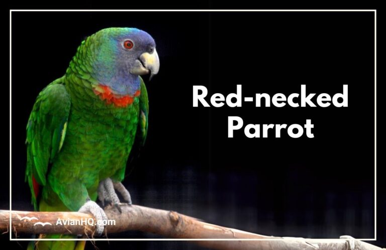 Red-necked Parrot (Amazona arausiaca)