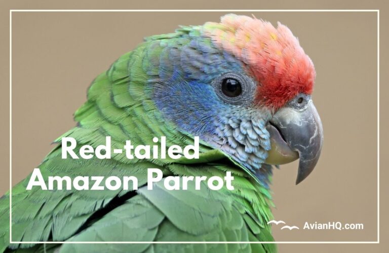 Red-tailed Amazon Parrot (Amazona brasiliensis)