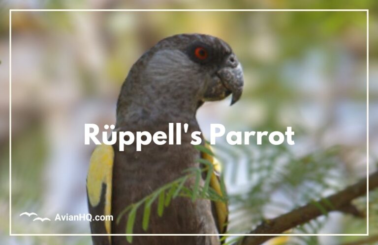 Rüppell’s Parrot (Poicephalus rueppellii)