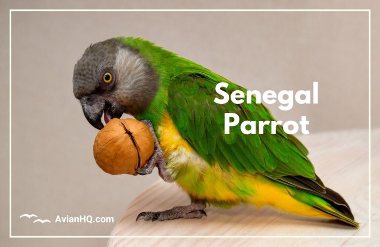 Senegal Parrot (Poicephalus senegalus)