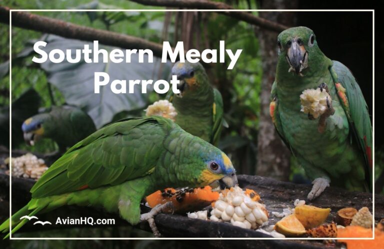 Southern Mealy Parrot (Amazona farinosa)