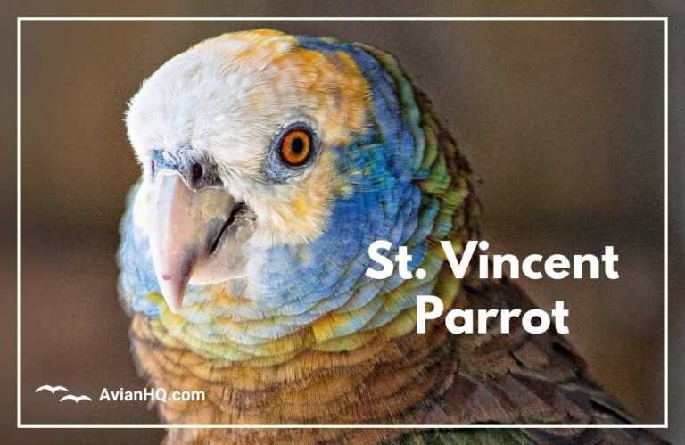 St. Vincent Parrot (Amazona guildingii)