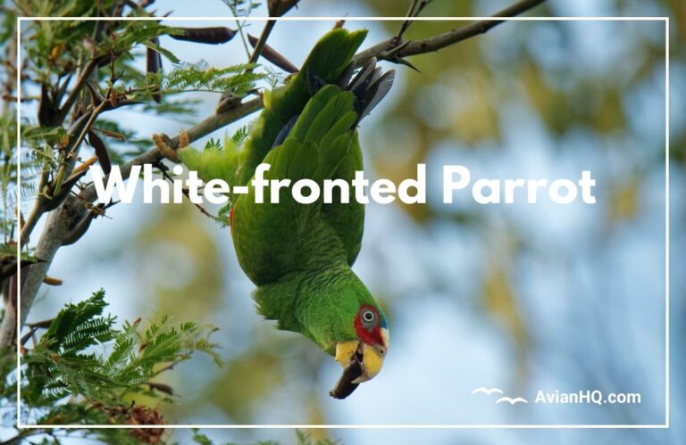 White-fronted Parrot (Amazona albifrons)