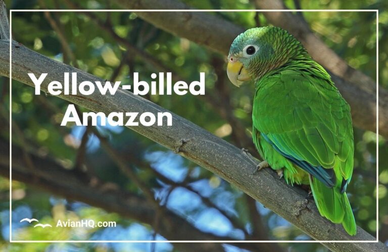 Yellow-billed Amazon Parrot (Amazona collaria)