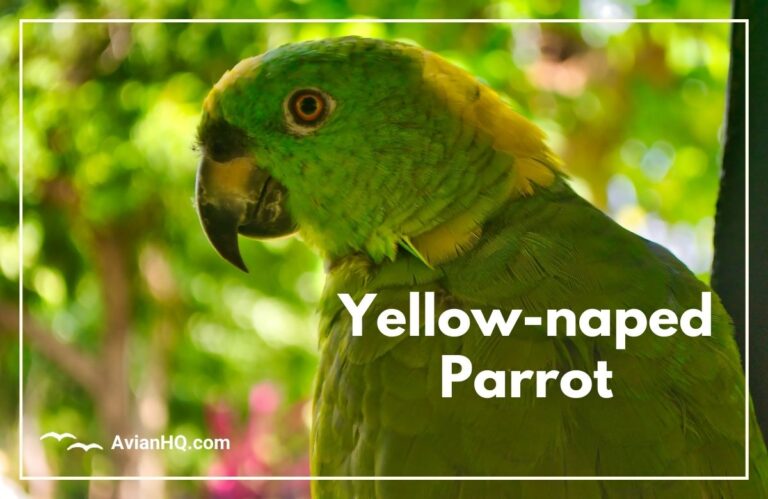 Yellow-naped Parrot (Amazona auropalliata)