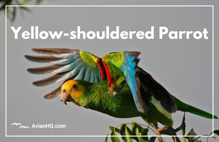 Yellow-shouldered Parrot (Amazona barbadensis)