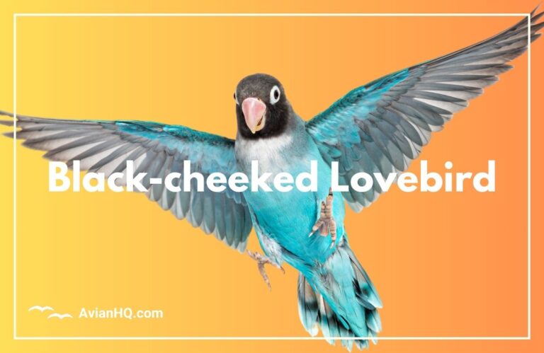 Black-cheeked Lovebird (Agapornis nigrigenis)