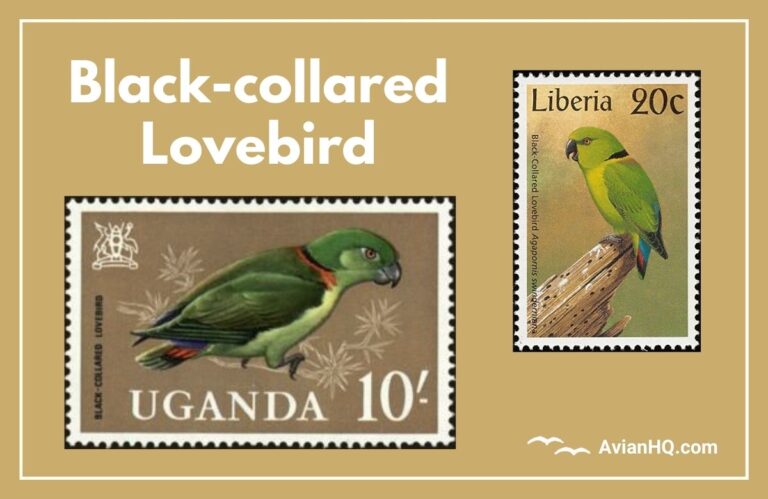 Black-collared Lovebird (Agapornis swindernianus)