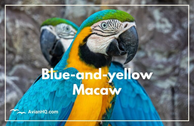 Blue-and-yellow Macaw (Ara ararauna)