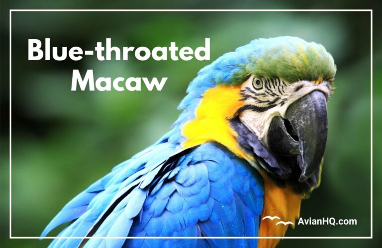 Blue-throated Macaw (Ara glaucogularis)