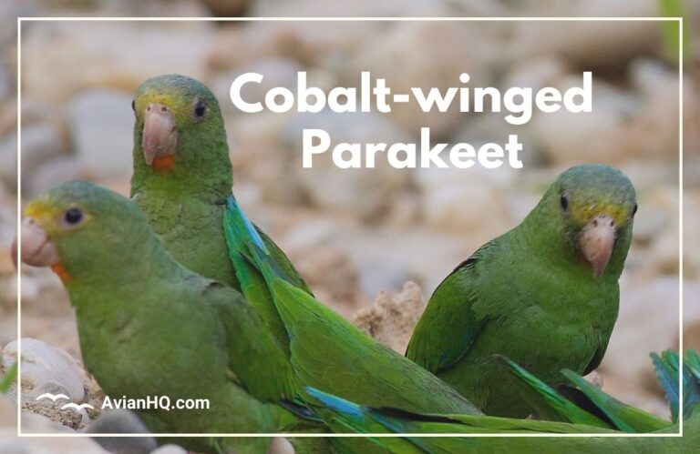 Cobalt-winged Parakeet (Brotogeris cyanoptera)