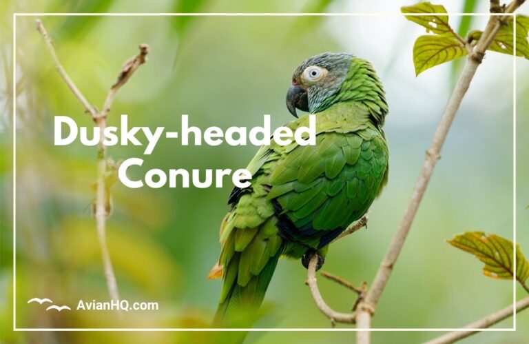 Dusky-headed Conure (Aratinga weddellii)