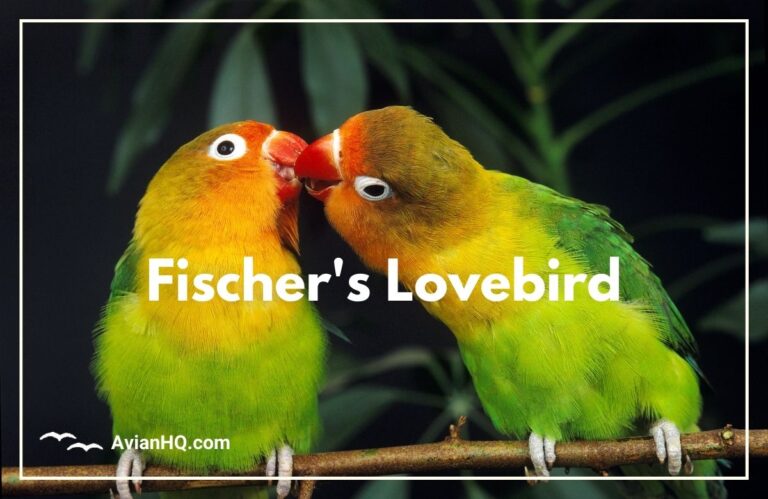 Fischer’s Lovebird (Agapornis fischeri)